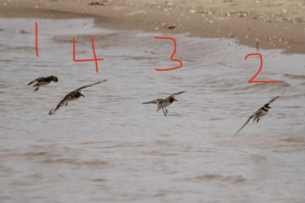 Red-necked Stint - Kennedy Sullivan