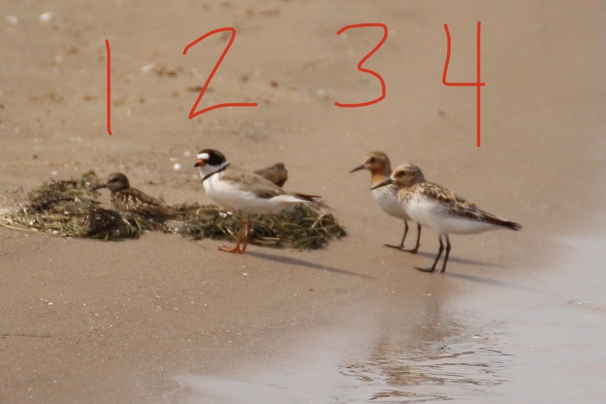 Red-necked Stint - ML594750691