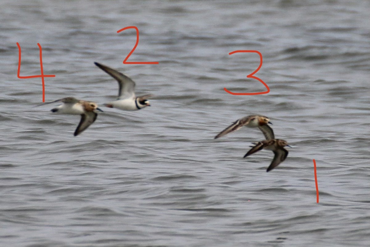 Red-necked Stint - ML594750701