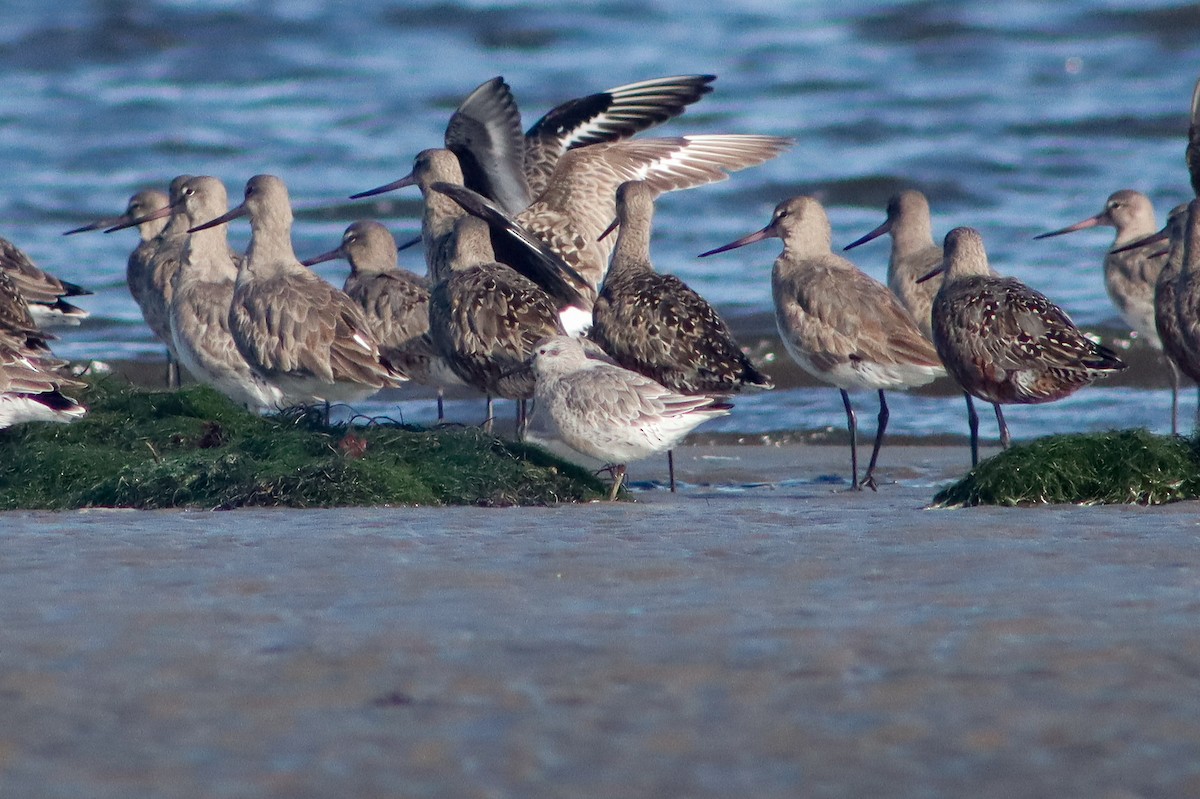 Red Knot - ML594751611