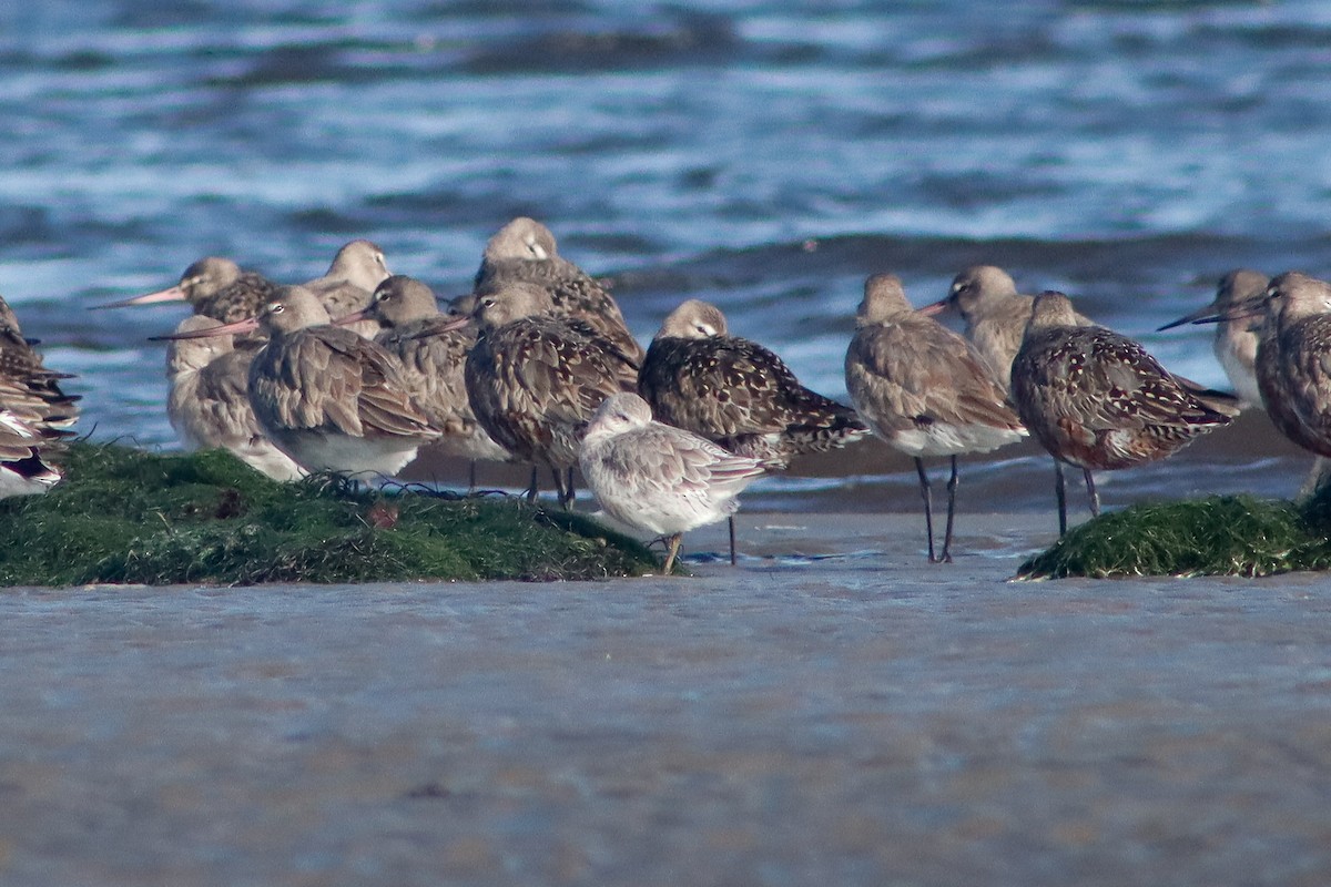 Red Knot - Felipe Álvarez Baez