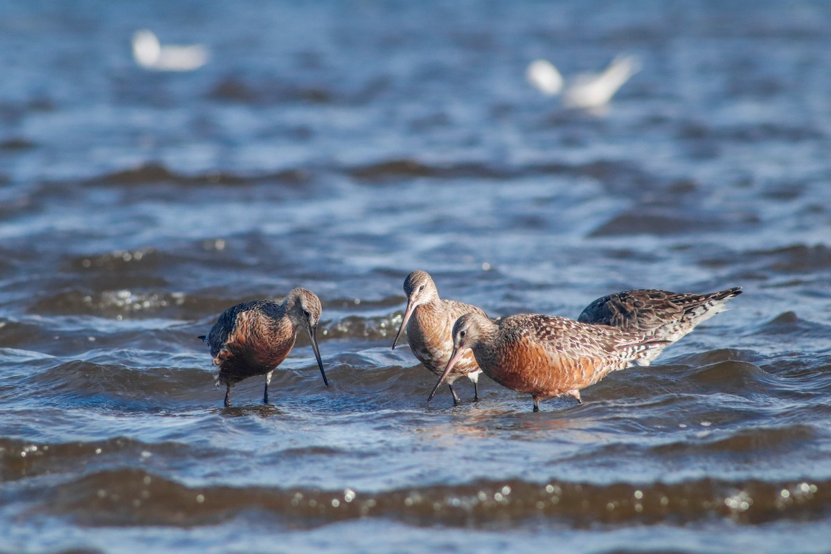 Hudsonian Godwit - ML594751971