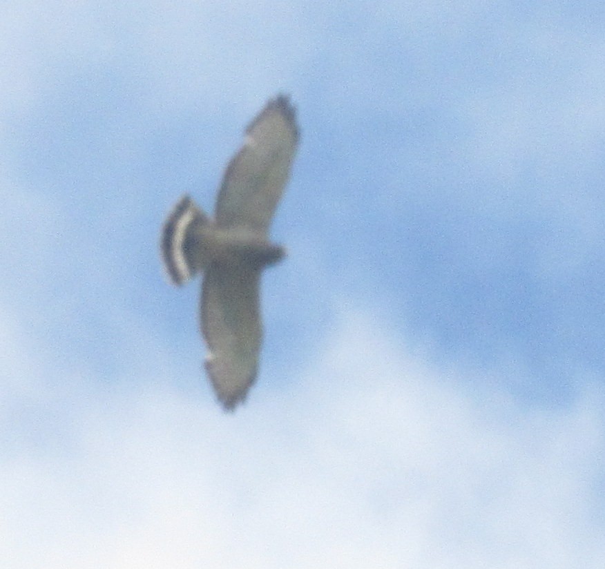 Broad-winged Hawk - Finn Etter