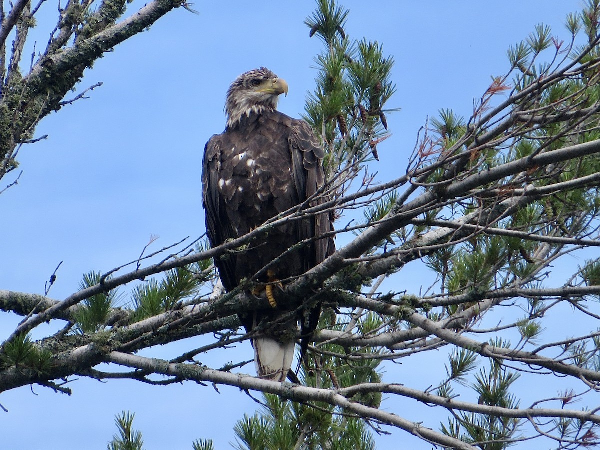 Weißkopf-Seeadler - ML594752741