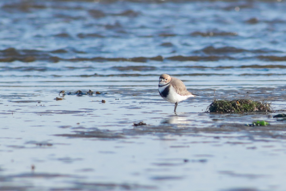 Two-banded Plover - ML594752841