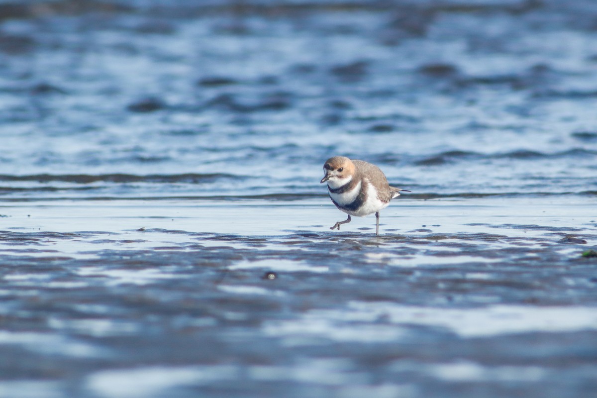 Two-banded Plover - ML594752851