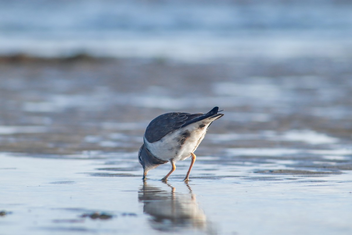 Rufous-chested Dotterel - Felipe Álvarez Baez