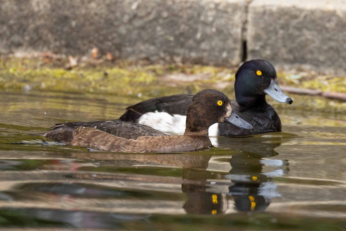 鳳頭潛鴨 - ML594754181