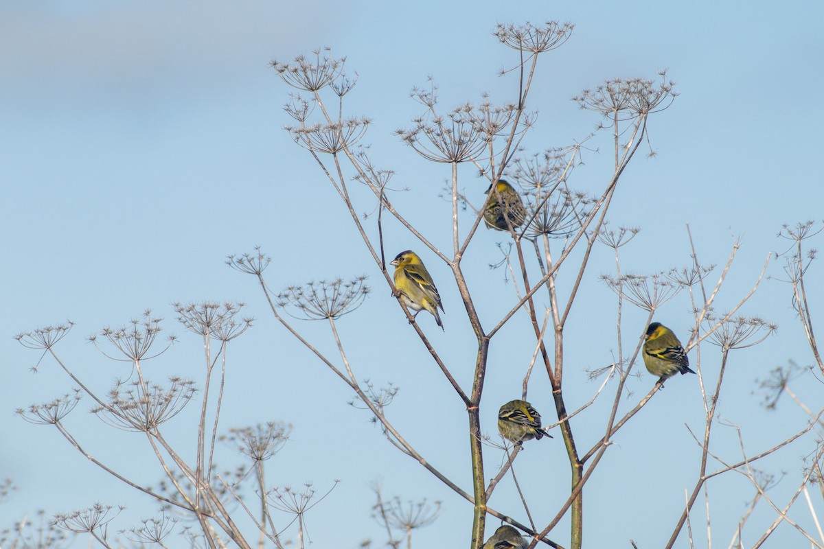 Black-chinned Siskin - ML594755051