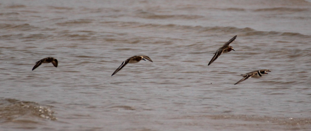 Red-necked Stint - ML594755951