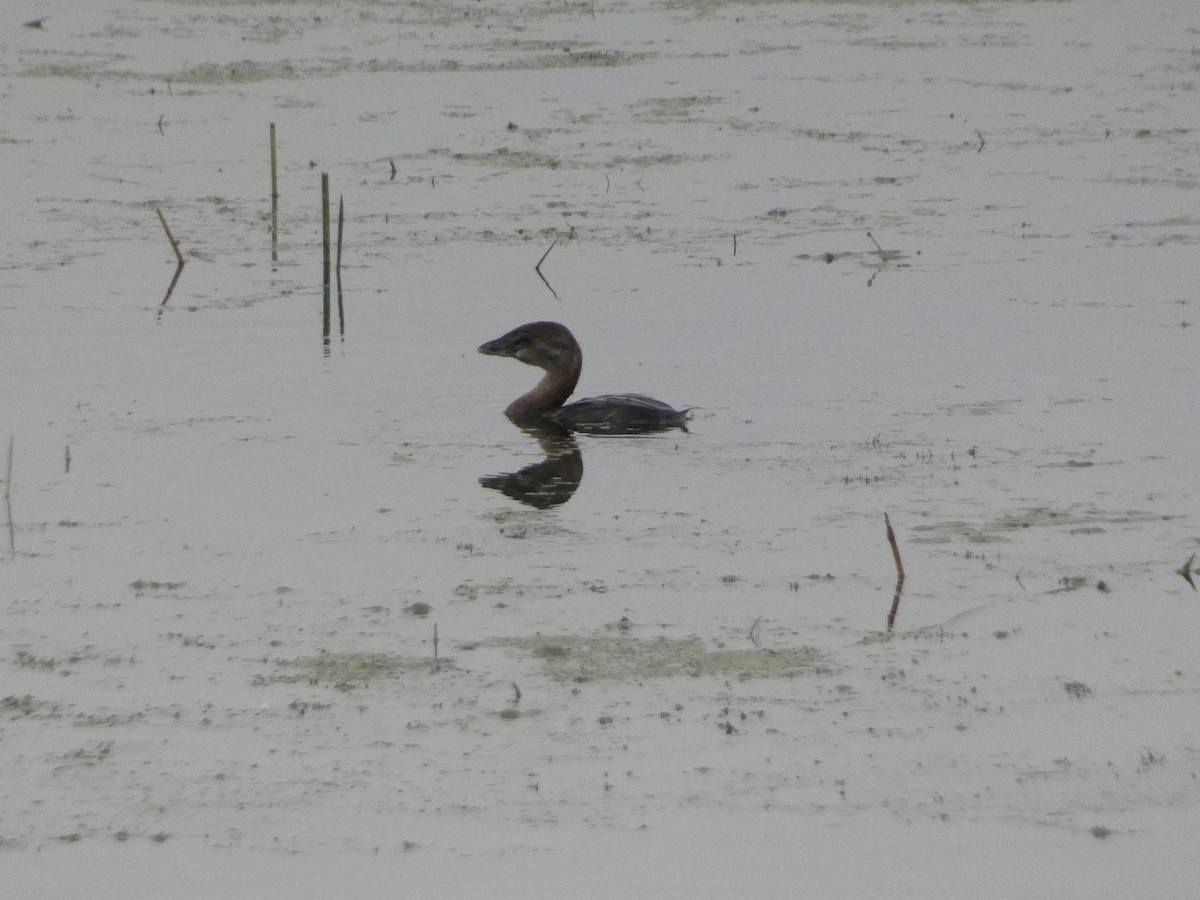 Pied-billed Grebe - ML594756241