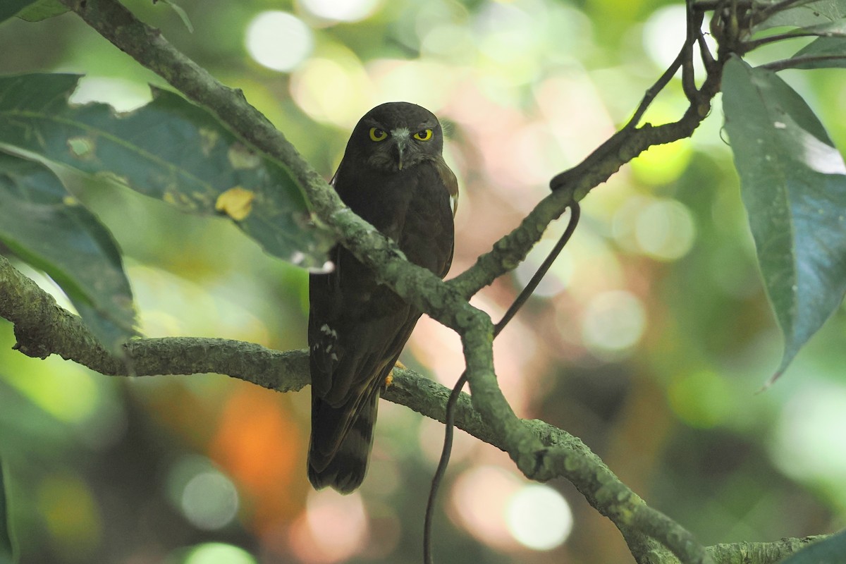 Northern Boobook - george parker