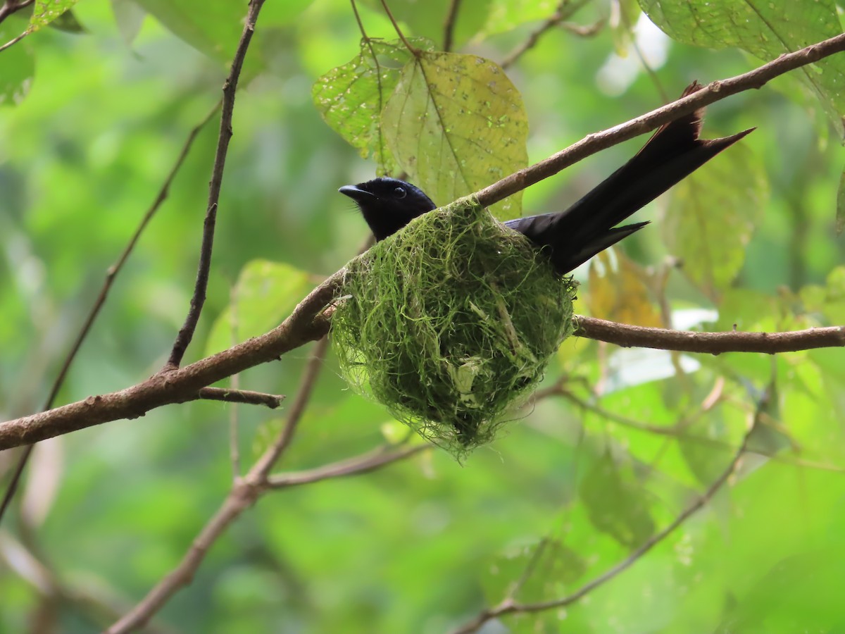 Bronzed Drongo - ML594757911