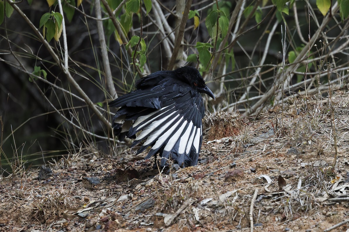 White-winged Chough - ML594757971