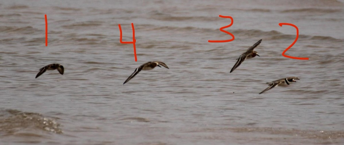 Red-necked Stint - ML594758401