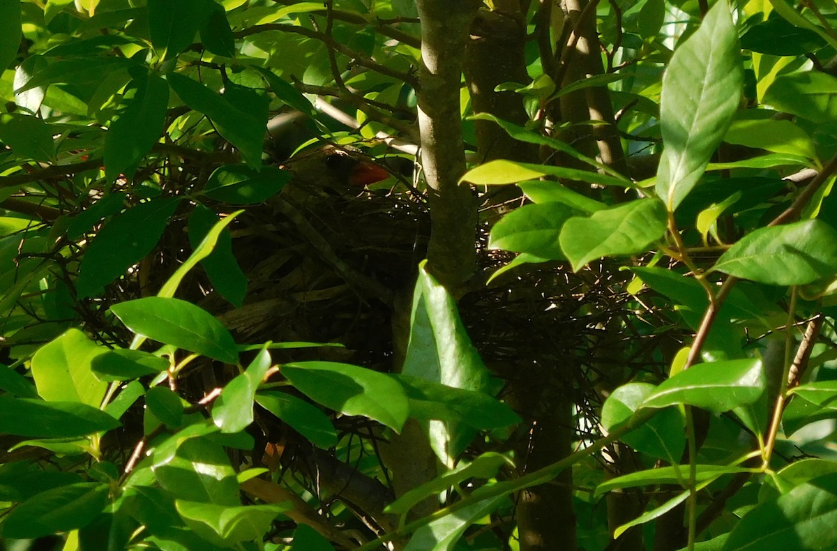 Northern Cardinal - ML59475901