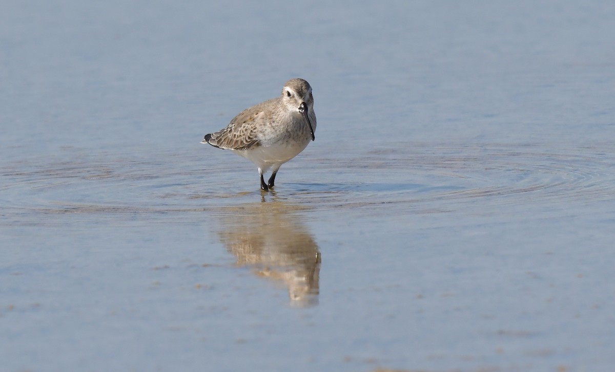 Dunlin - ML594760381