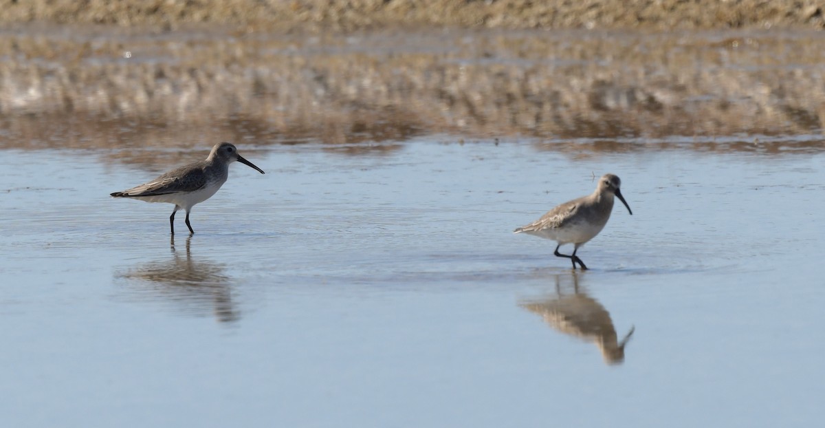 Dunlin - ML594760431