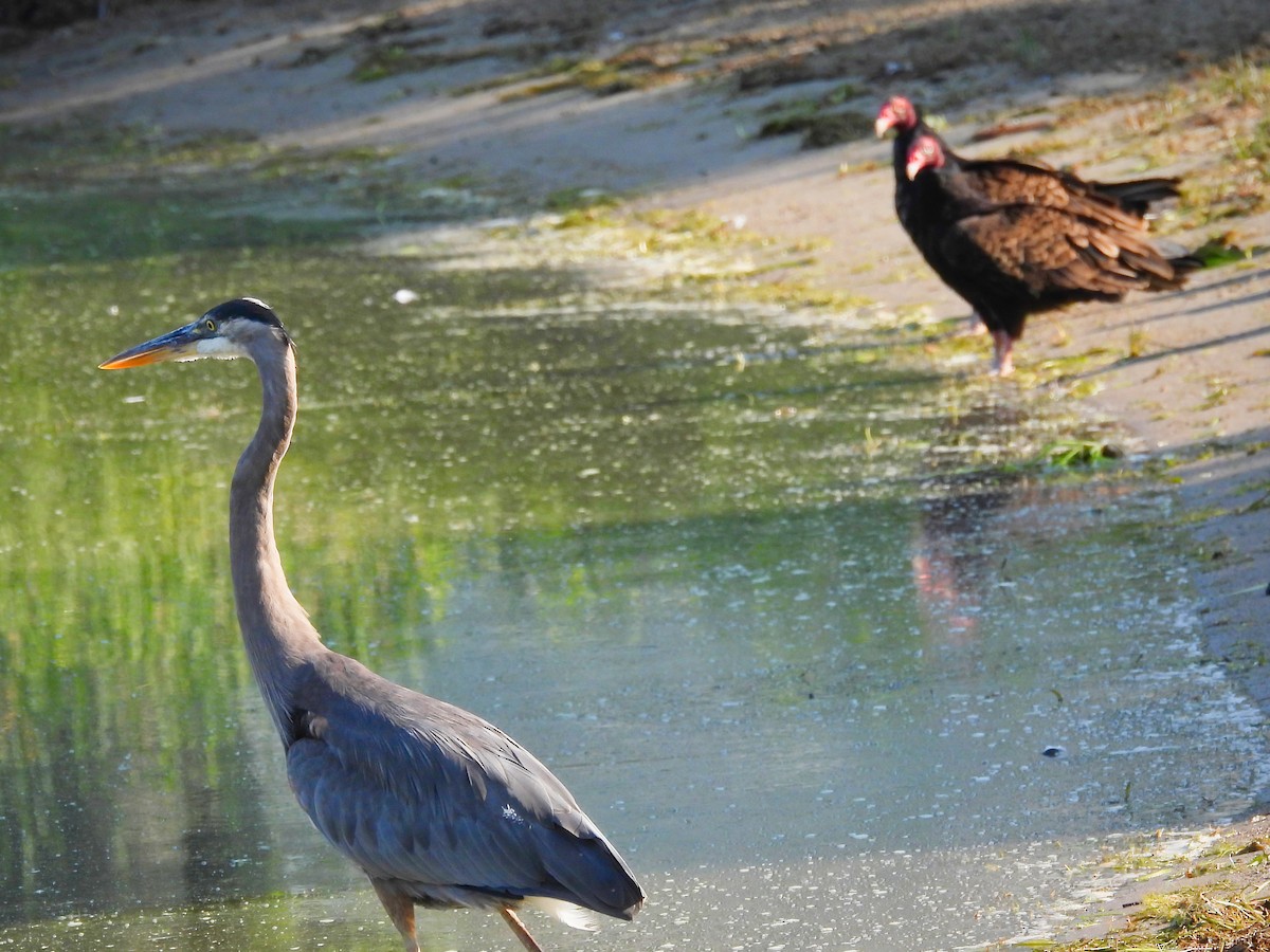 Great Blue Heron - ML594760441