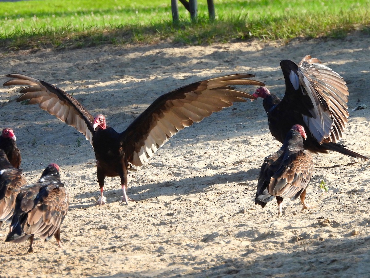 Turkey Vulture - ML594760761