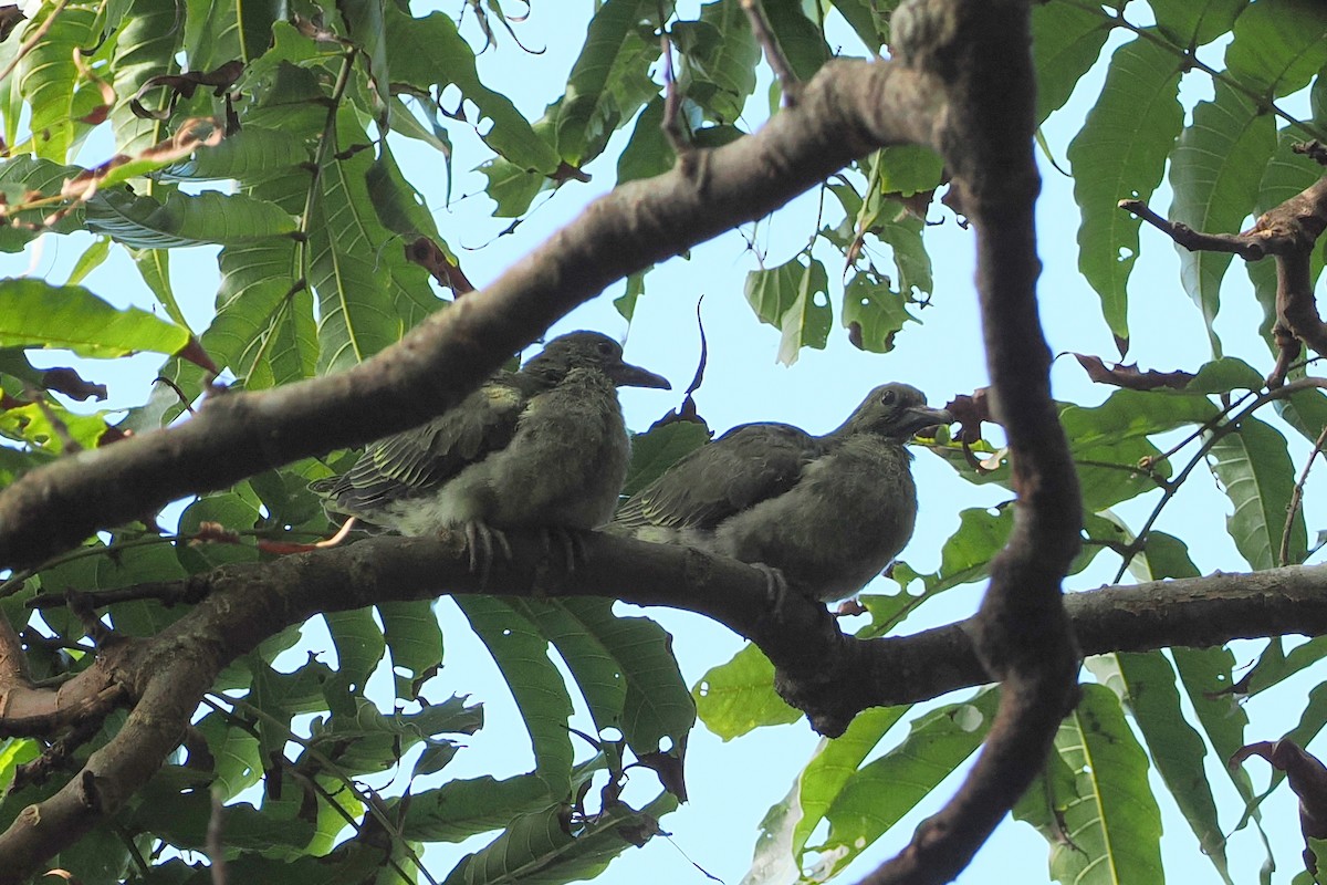 Whistling Green-Pigeon (Taiwan) - george parker