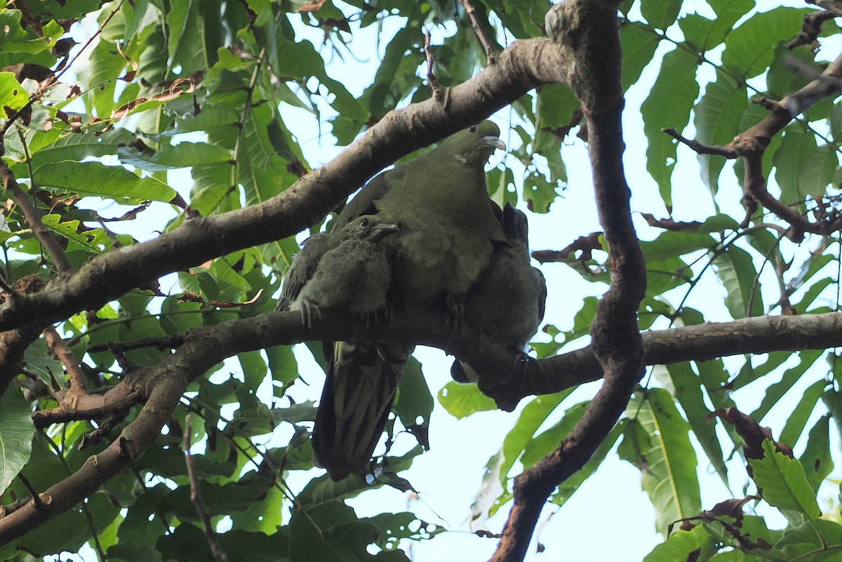 Whistling Green-Pigeon (Taiwan) - ML594760791