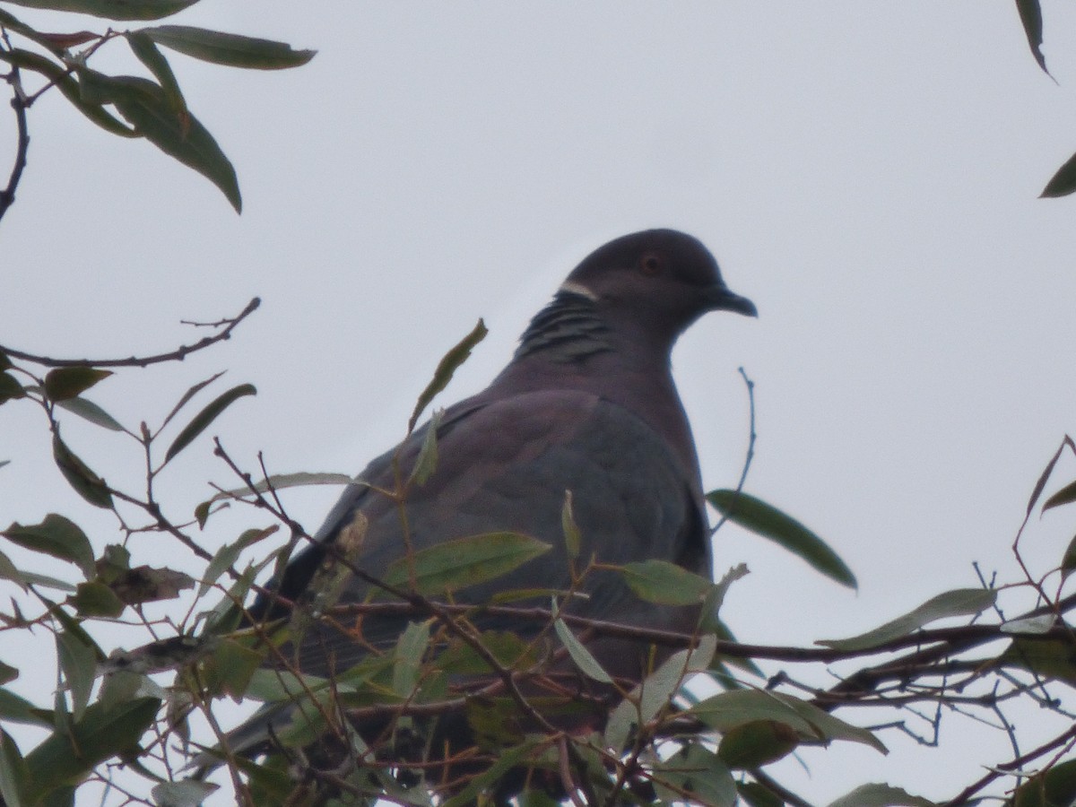 Chilean Pigeon - ML594761101