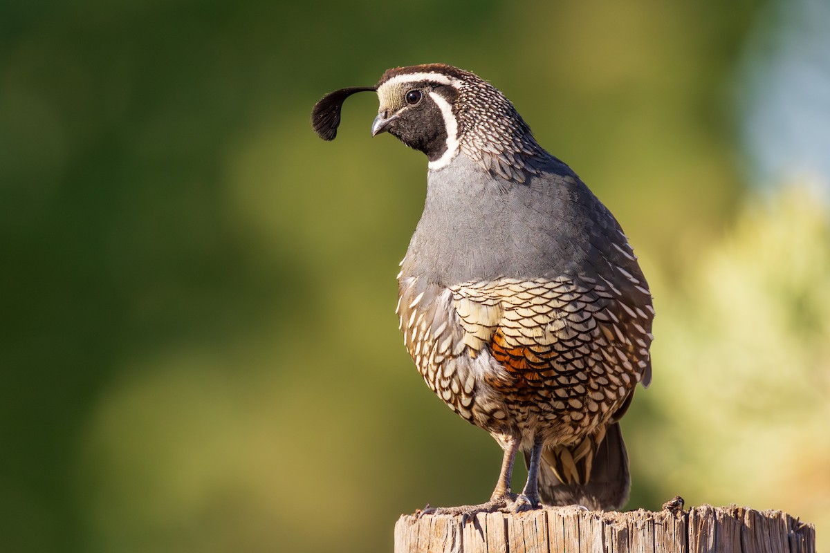 California Quail - Lesley Tullis