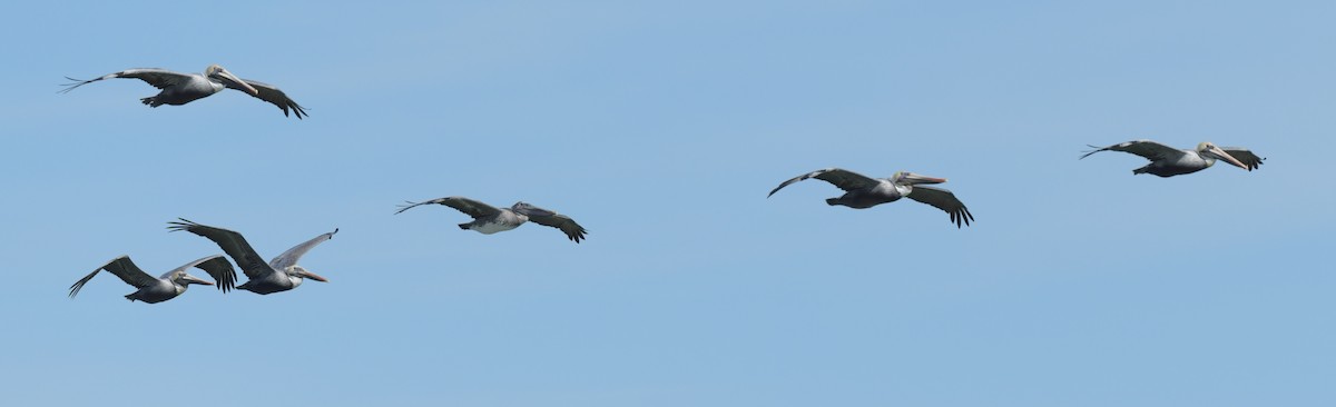 Brown Pelican - ML594761241