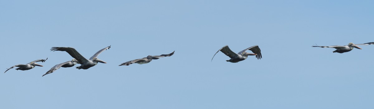 Brown Pelican - ML594761251