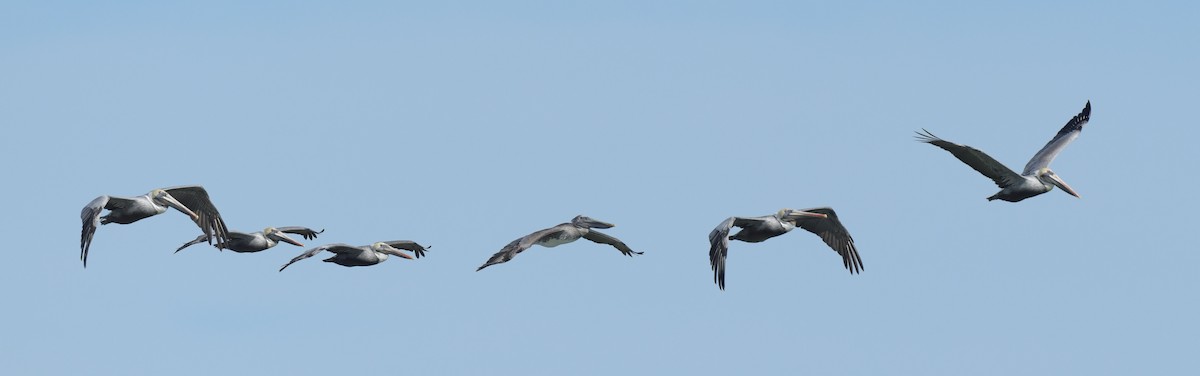 Brown Pelican - Kristen Cart