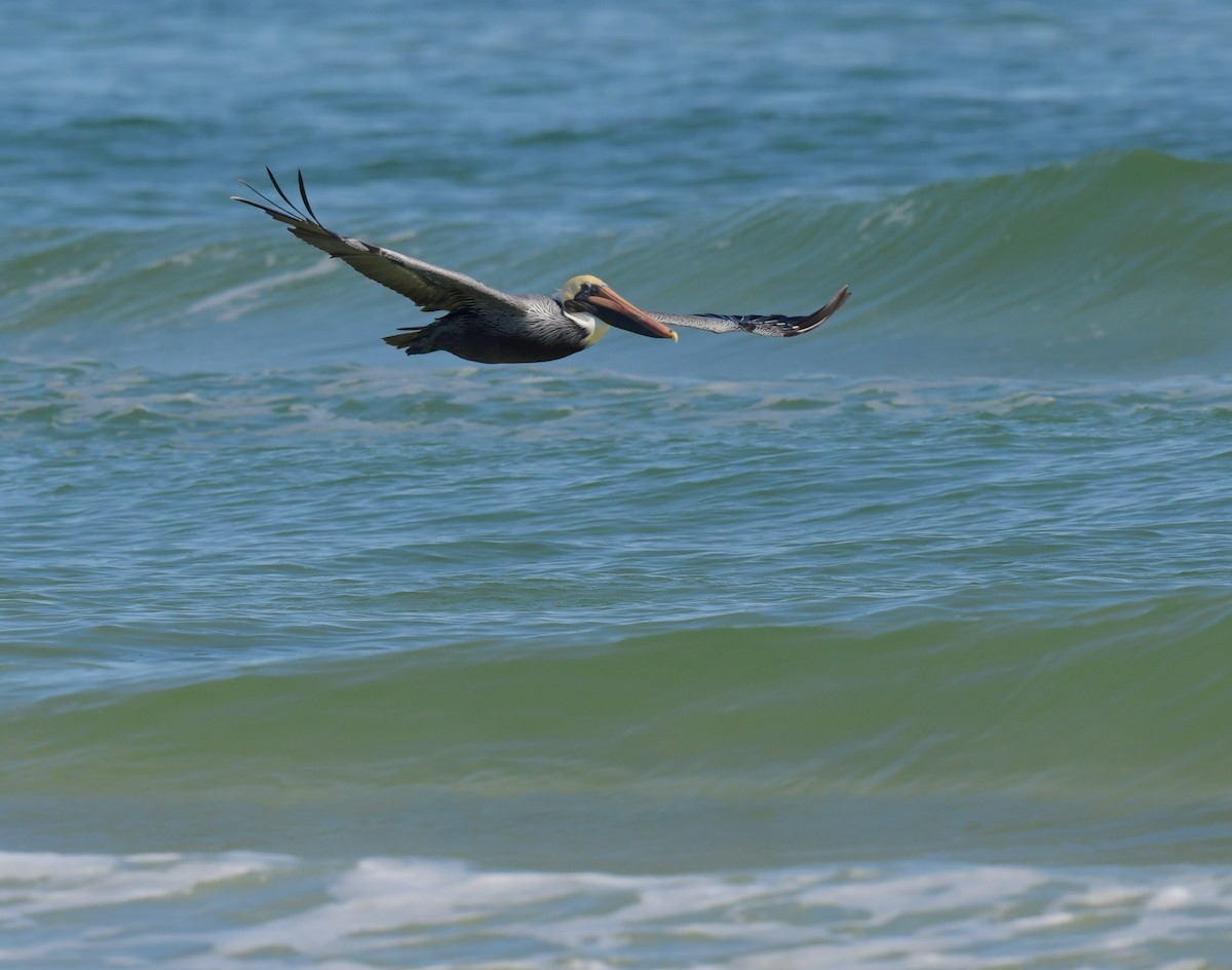 Brown Pelican - Kristen Cart