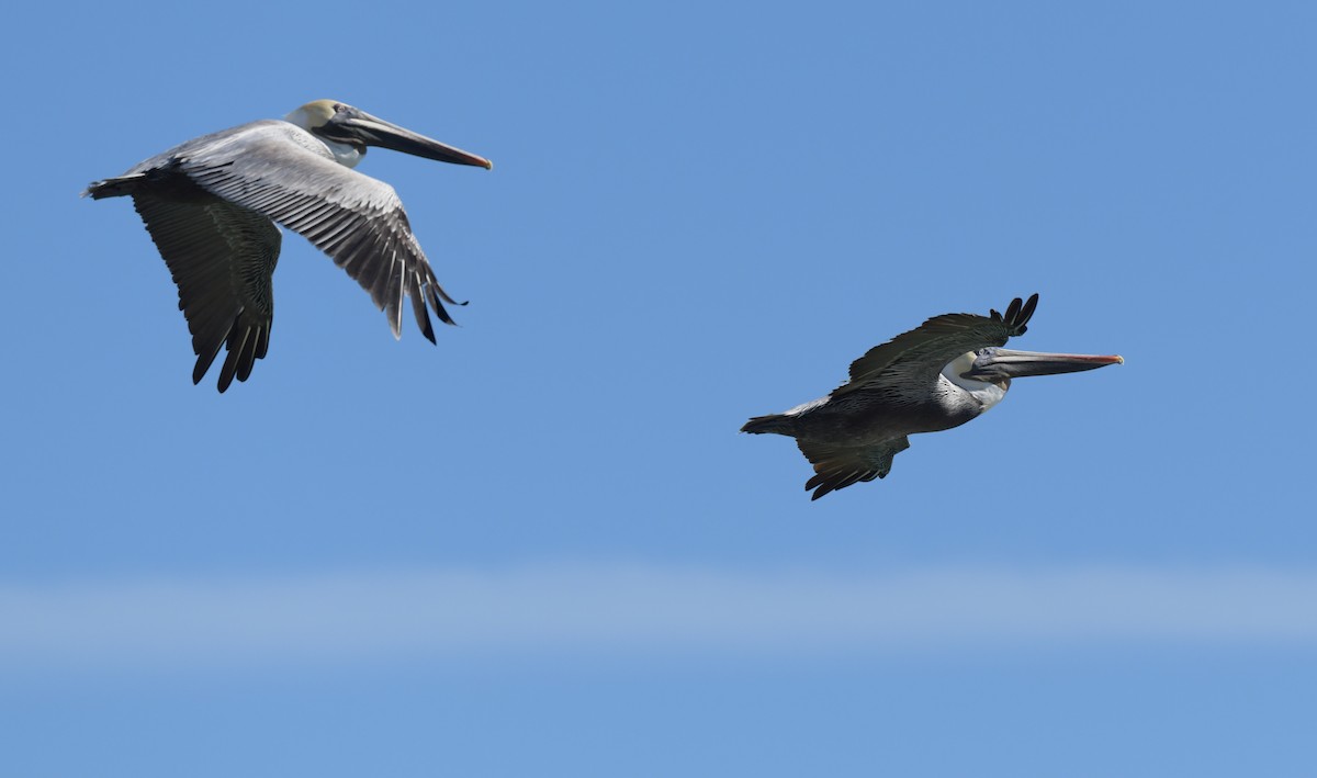 Brown Pelican - ML594761331