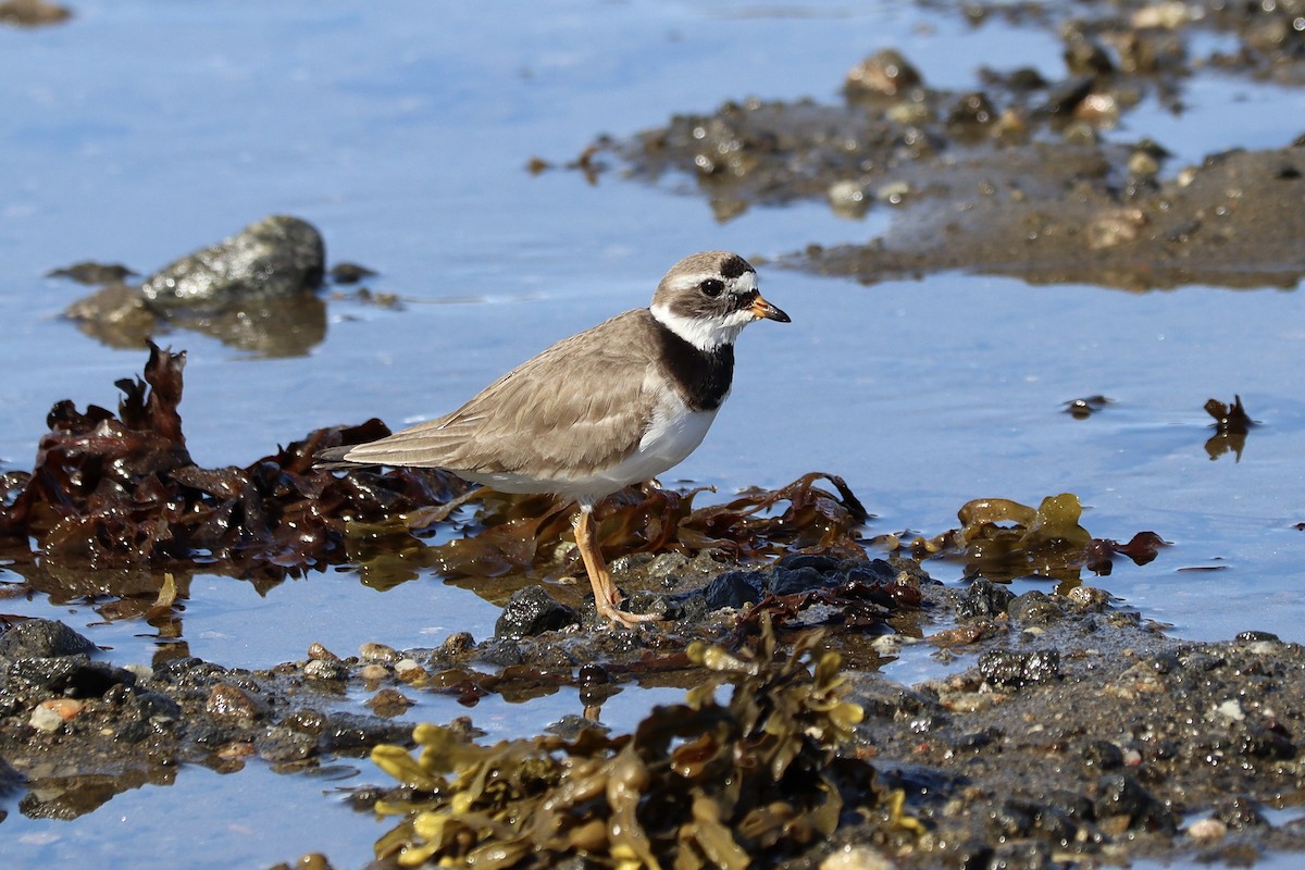 Common Ringed Plover - ML594761531