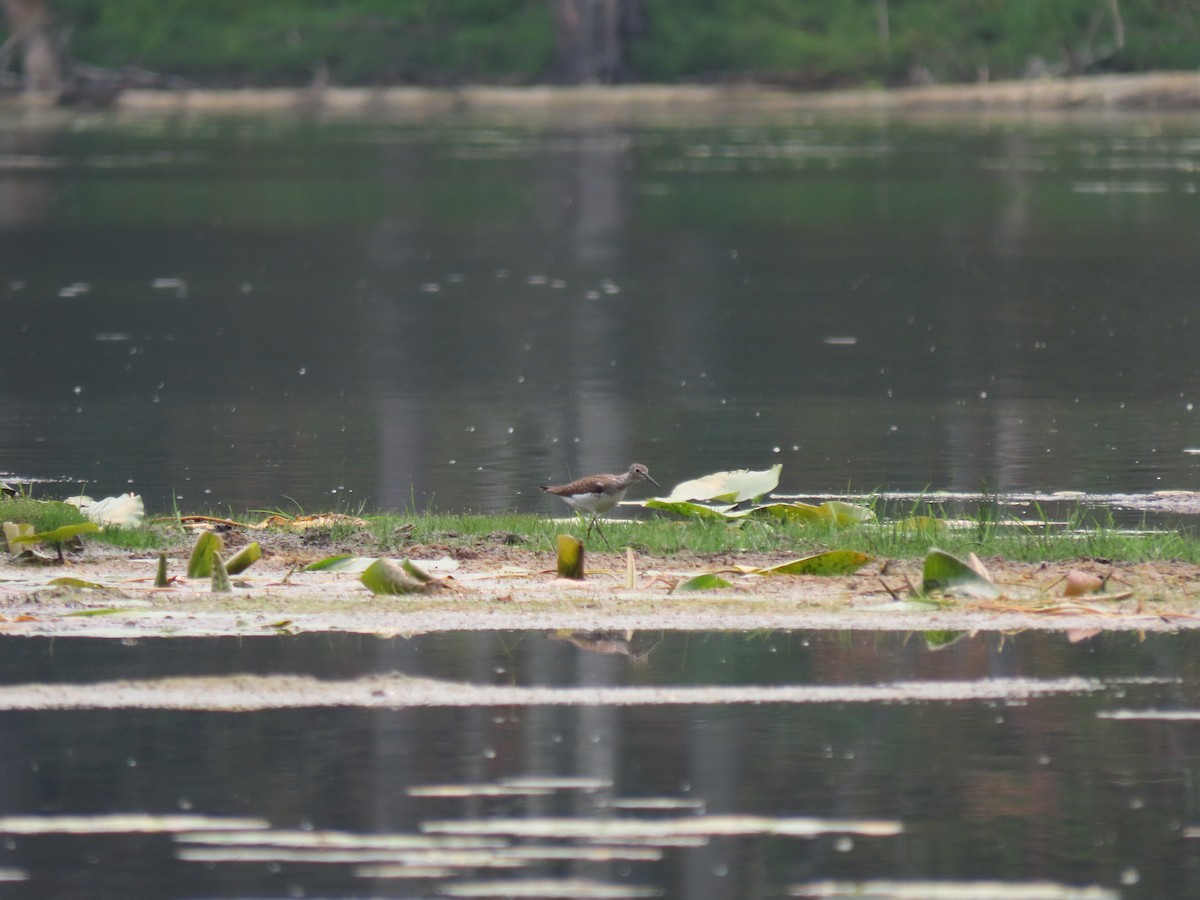 Solitary Sandpiper - ML594762141