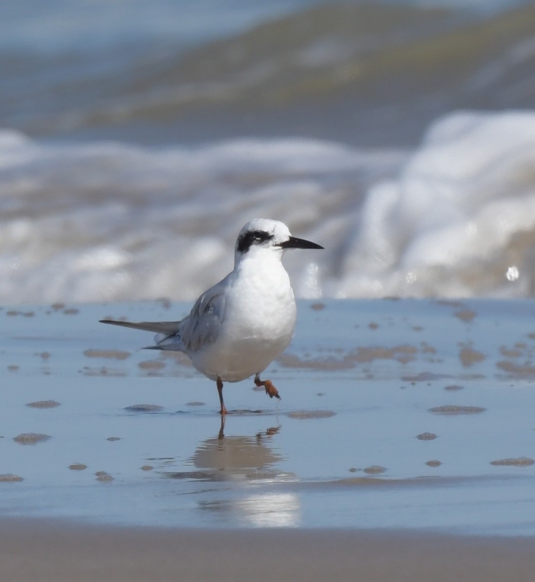 Forster's Tern - ML594762601