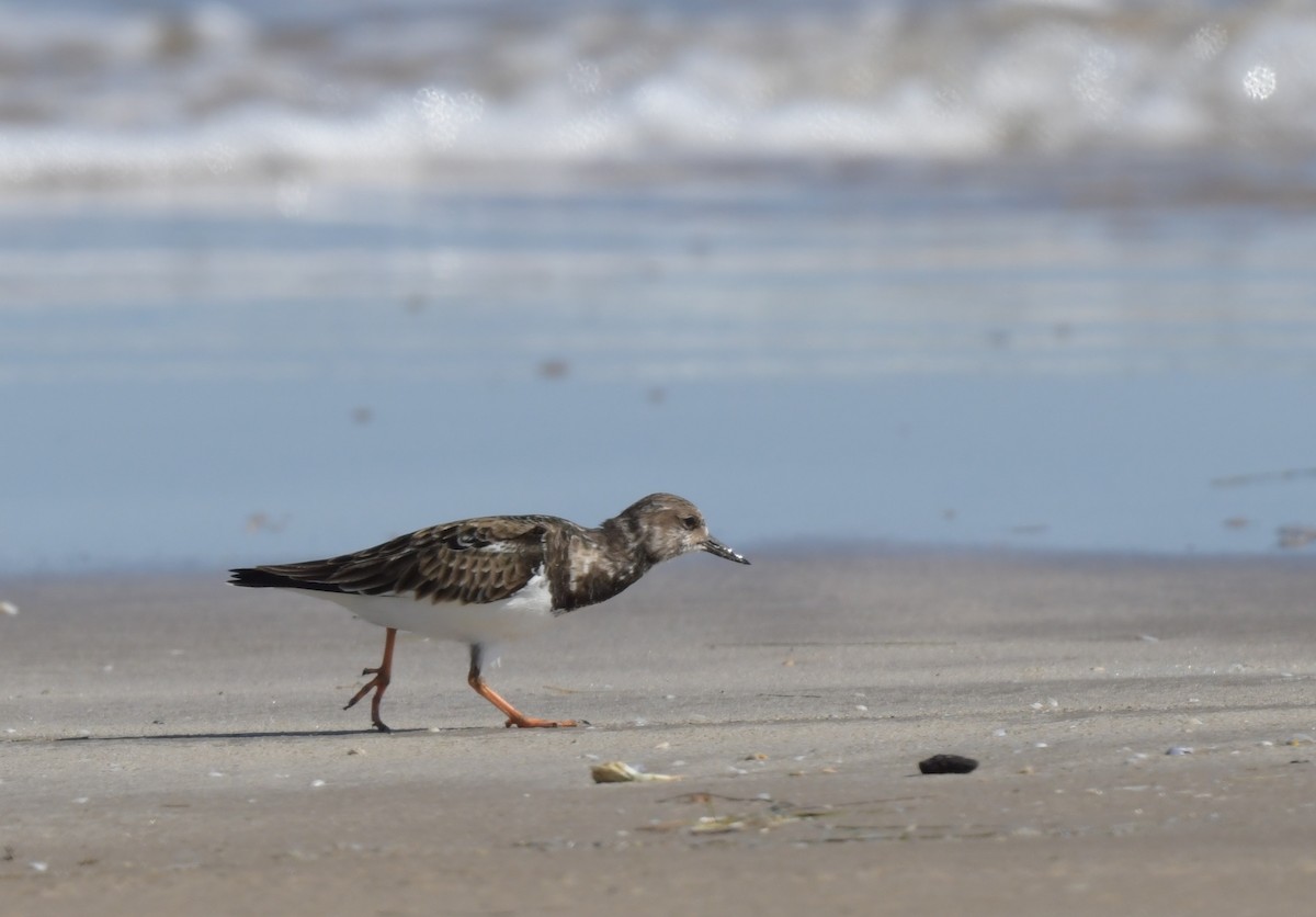 Ruddy Turnstone - Kristen Cart