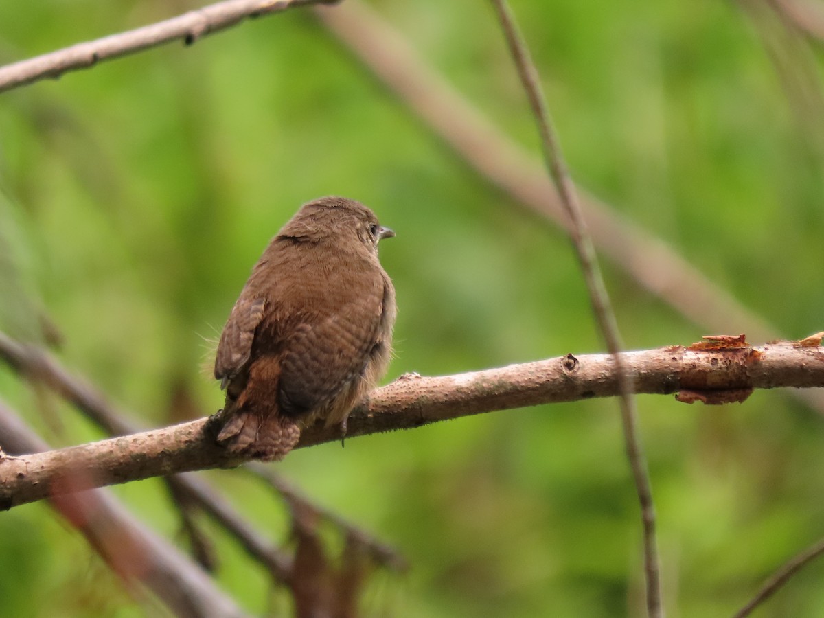 Northern House Wren - ML594763081