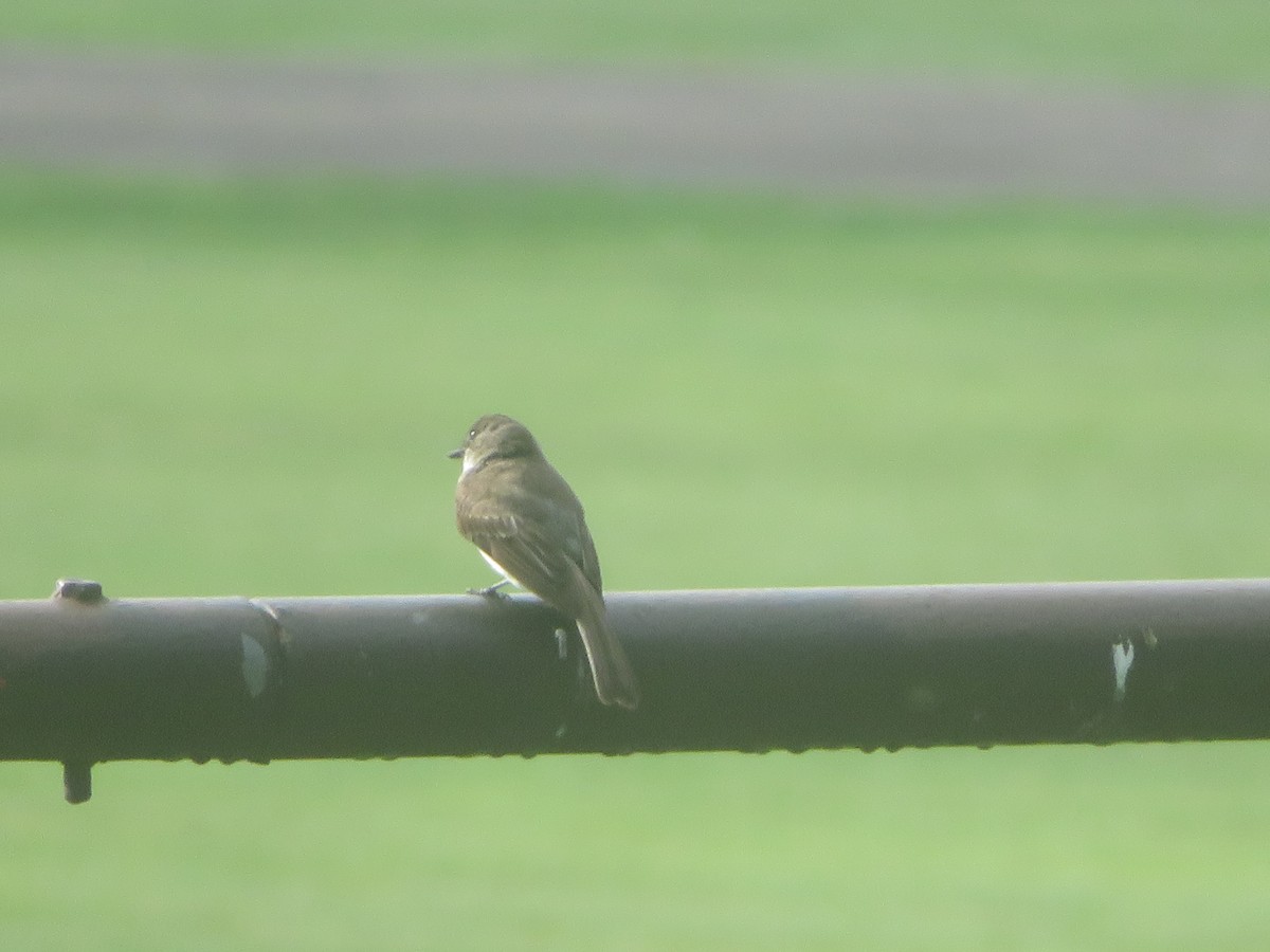 Eastern Phoebe - William Kuk