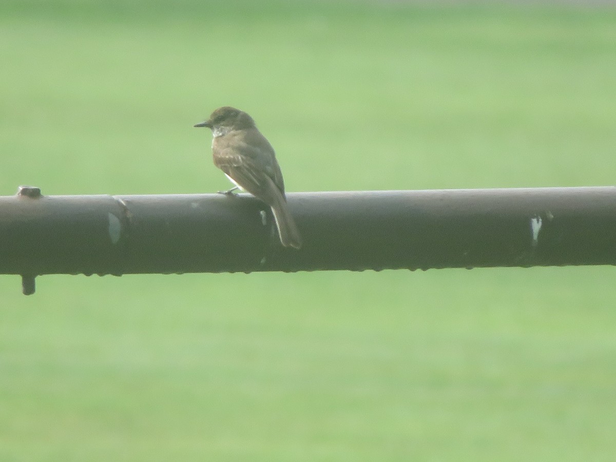 Eastern Phoebe - William Kuk