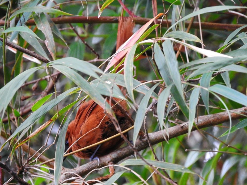 Black-throated Spinetail - Fernando Nunes