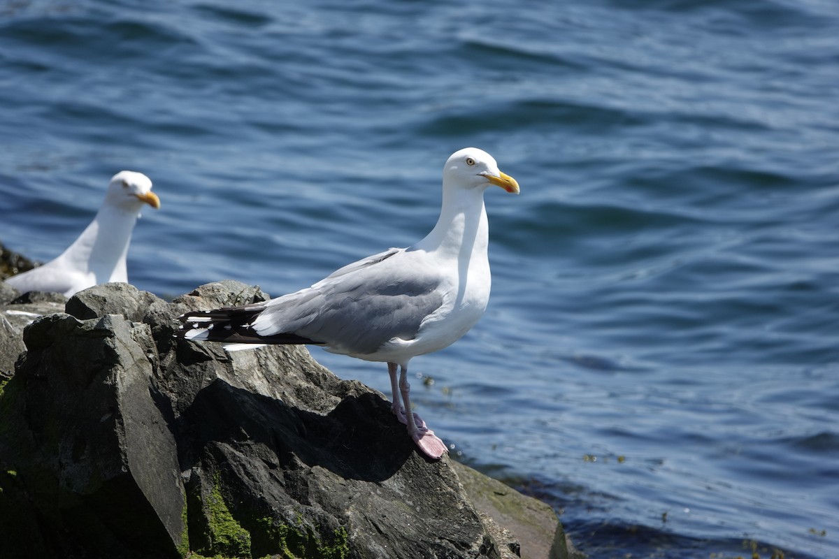 Herring Gull - Nancy Henke