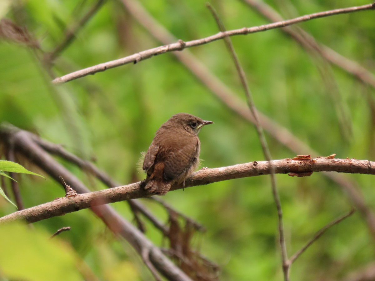 Northern House Wren - ML594764091