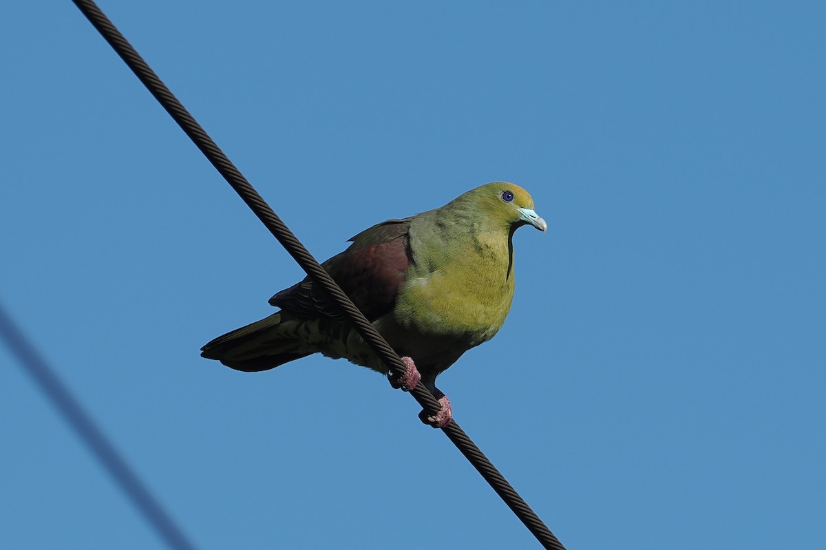 Whistling Green-Pigeon (Taiwan) - george parker