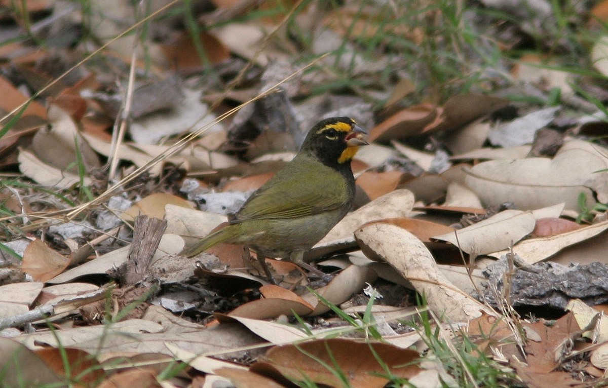 Yellow-faced Grassquit - ML59476471