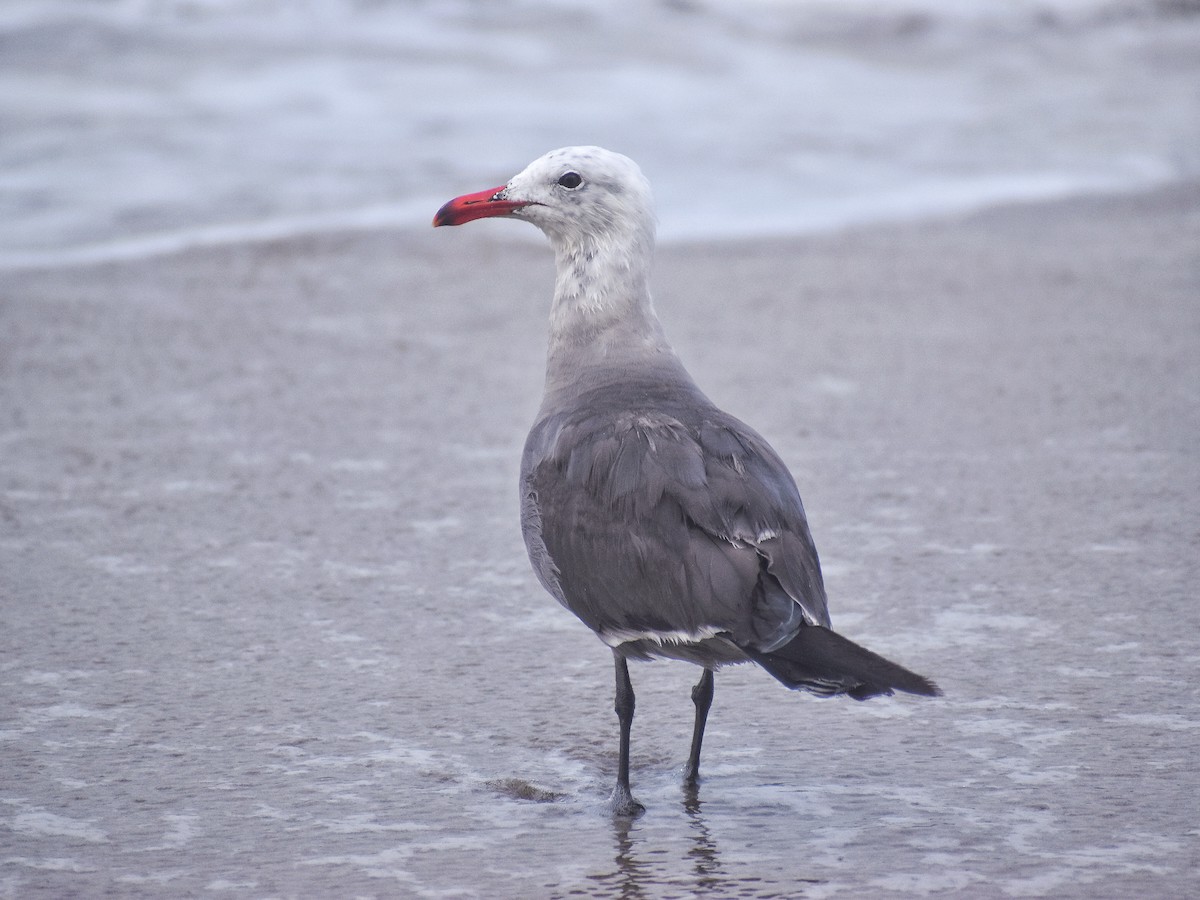 Heermann's Gull - ML594765181