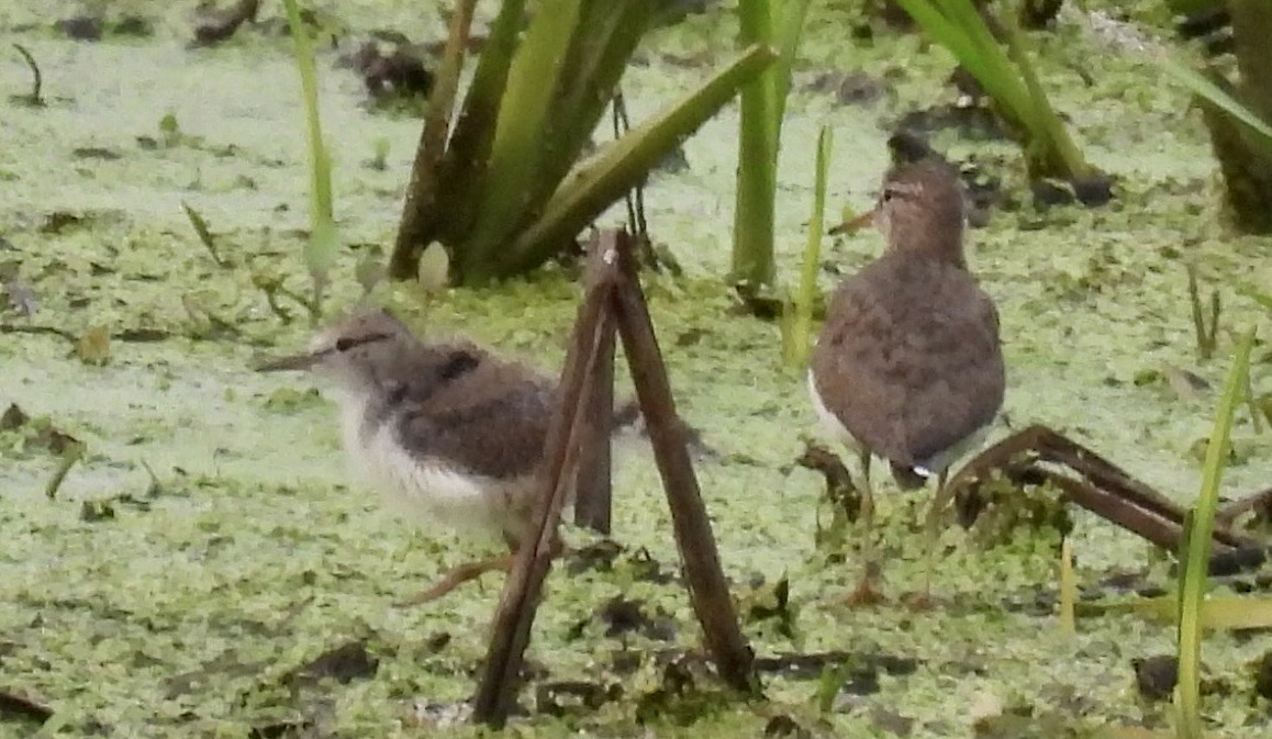 Drosseluferläufer - ML594765811