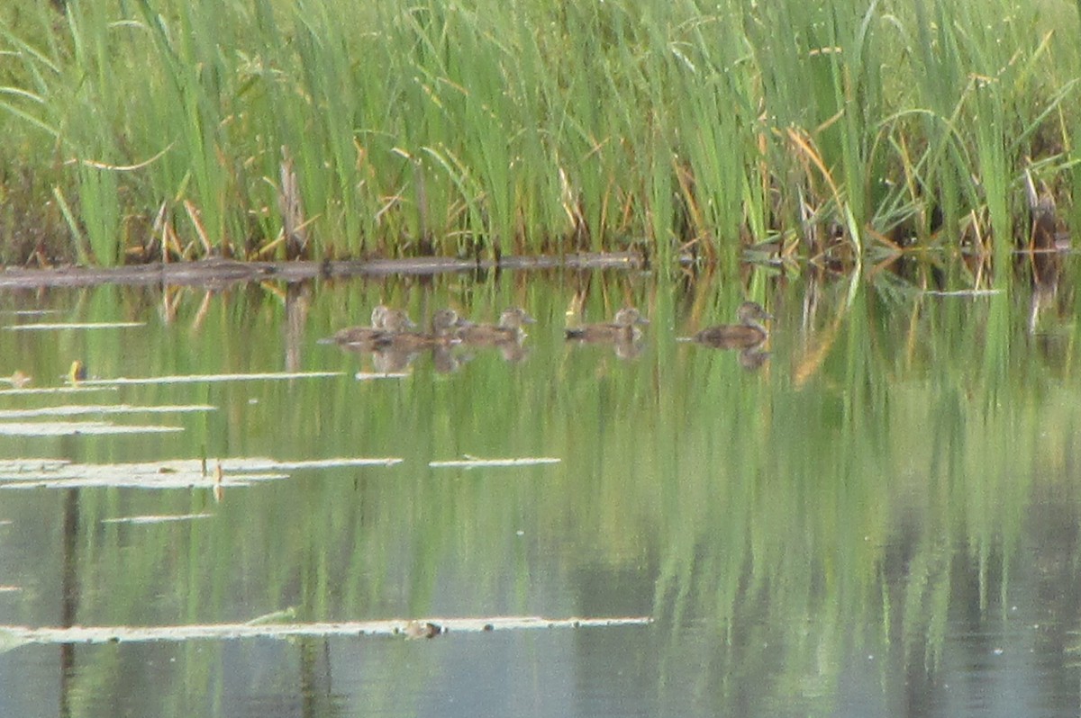 Ring-necked Duck - ML594766181