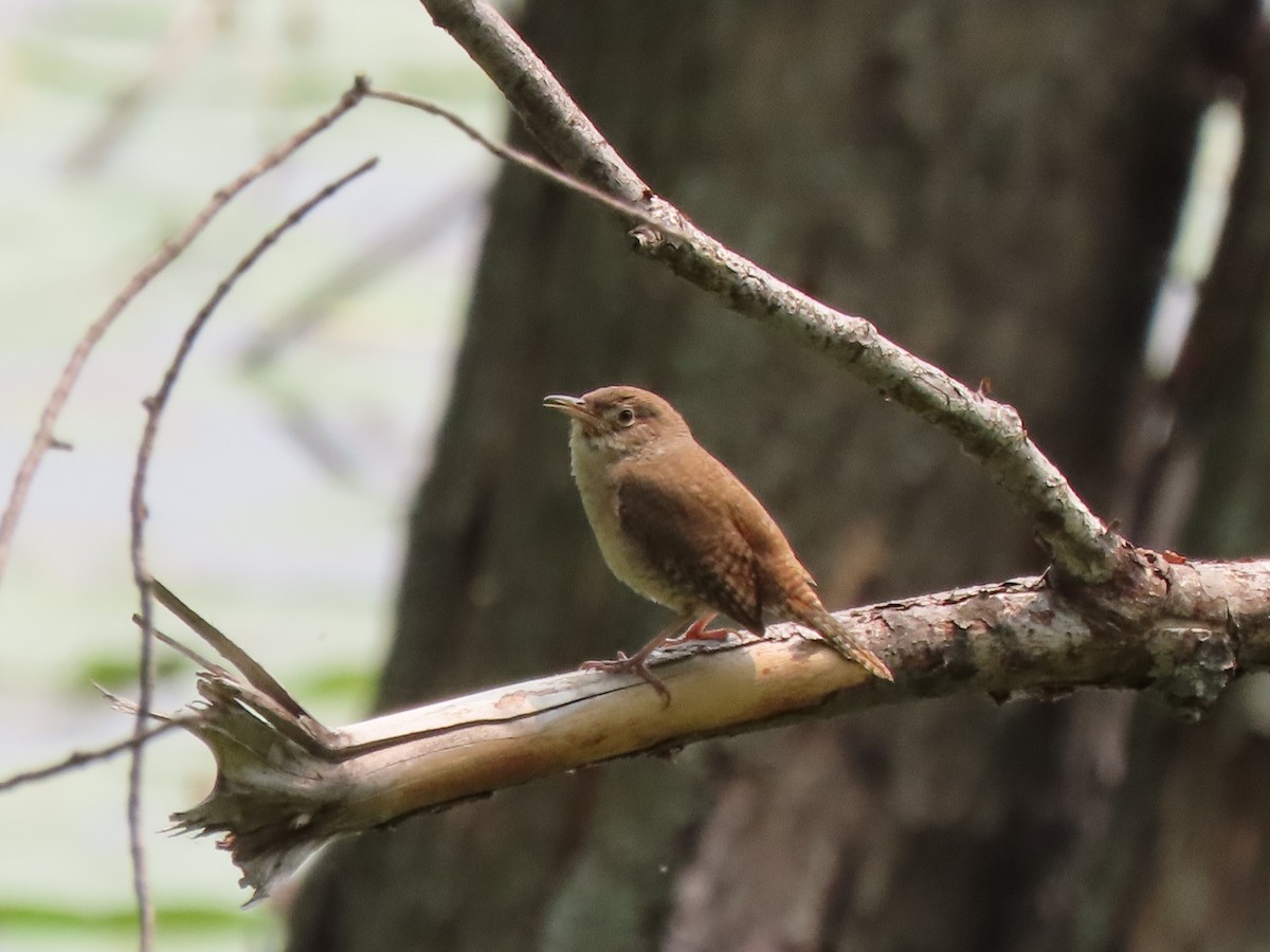 Northern House Wren - ML594766331