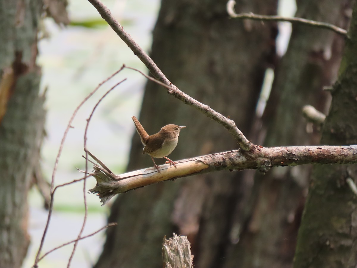 Northern House Wren - ML594766341